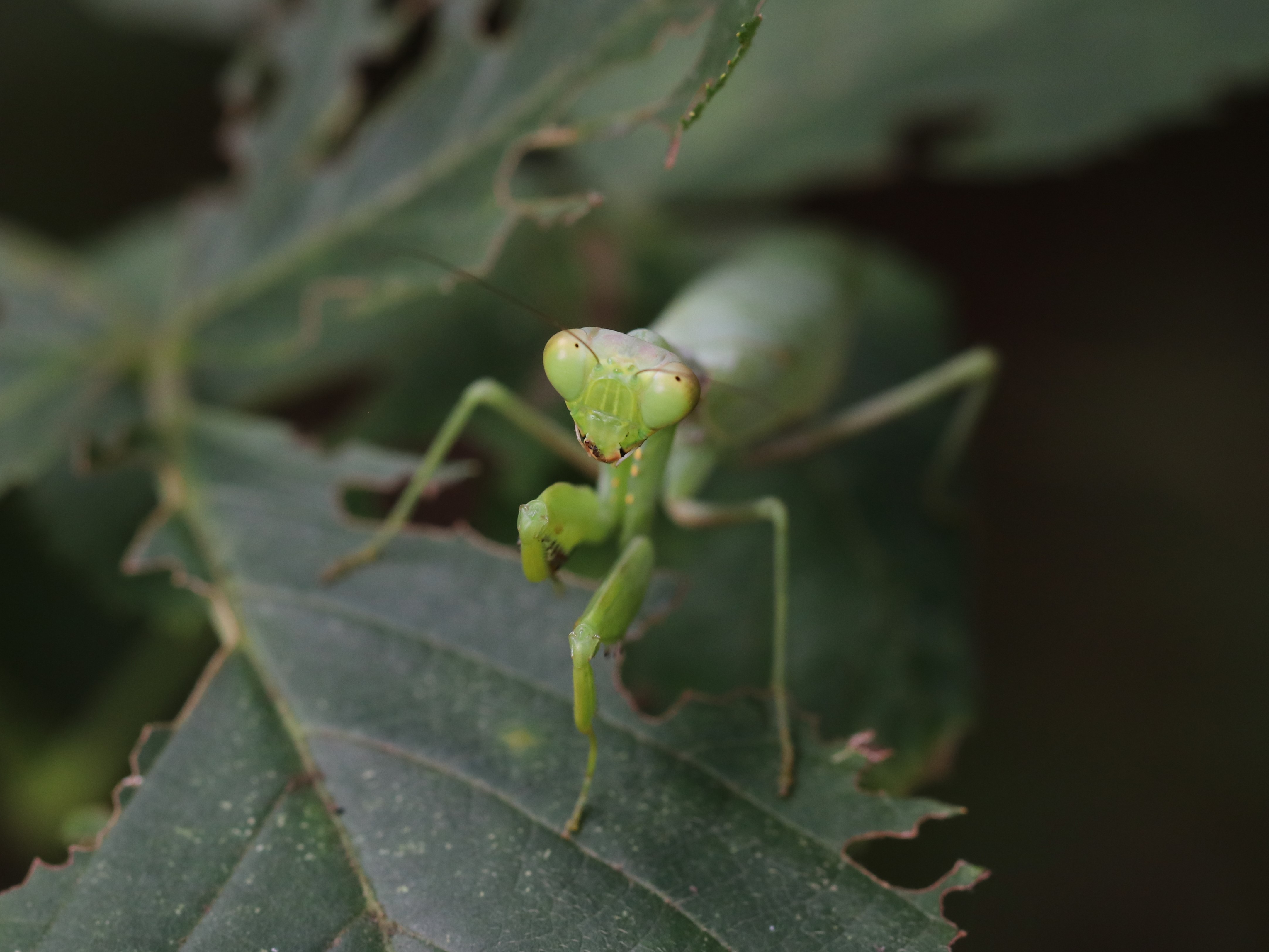 ハラビロカマキリ5